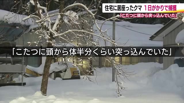 「こたつに頭から体半分」福島・喜多方市の住宅に居座ったクマ　麻酔で捕獲し山へ　なぜ？...生活の場に変化：ニュース - FTV 福島テレビ